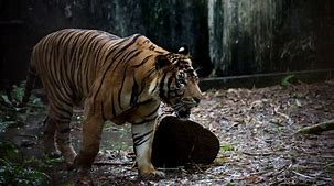 Wildlife in Kalesar National Park